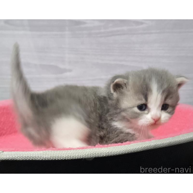 販売中の福岡県のマンチカン-138800の2枚目