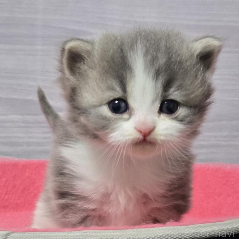 販売中の福岡県のマンチカン-138800