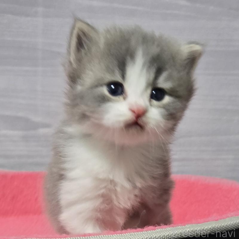 販売中の福岡県のマンチカン-138803の6枚目