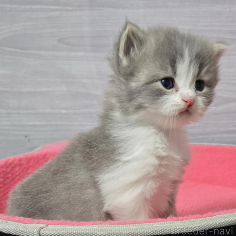 販売中の福岡県のマンチカン-138803の5枚目