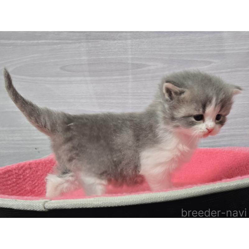 販売中の福岡県のマンチカン-138803の4枚目