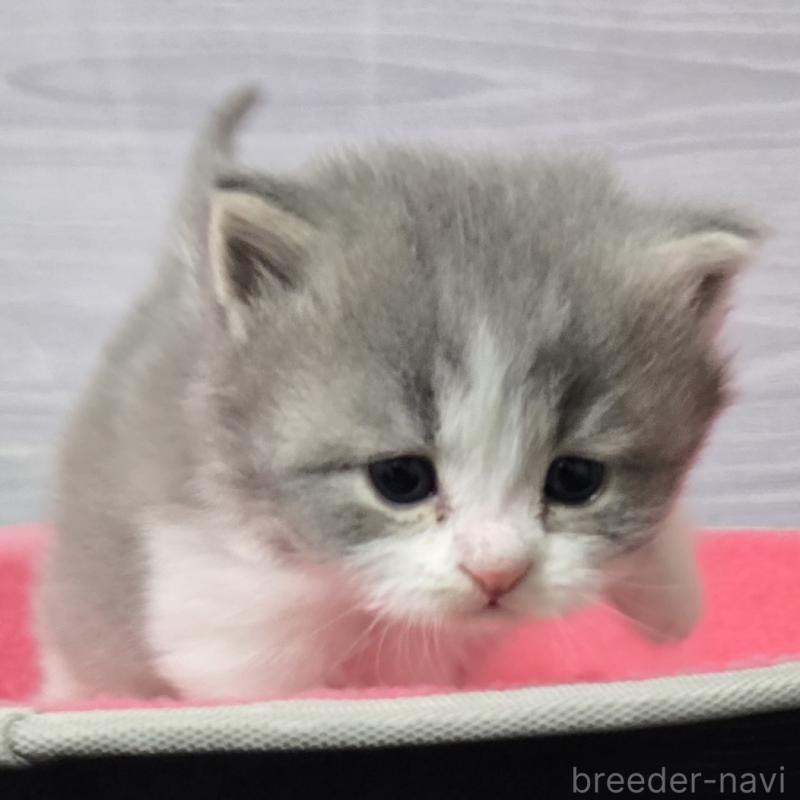 販売中の福岡県のマンチカン-138803の3枚目