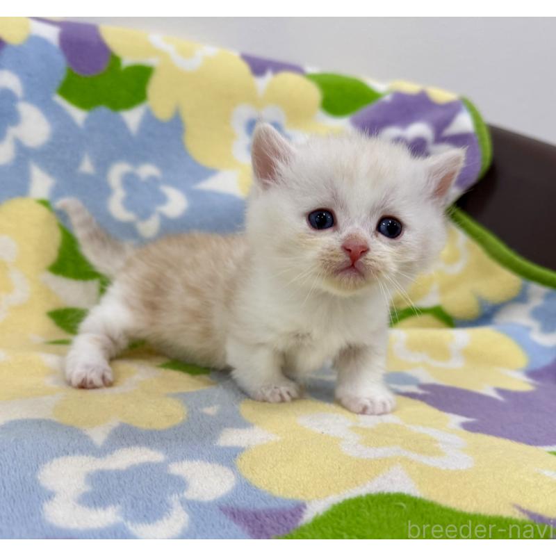 販売中の神奈川県のマンチカン-138804の9枚目