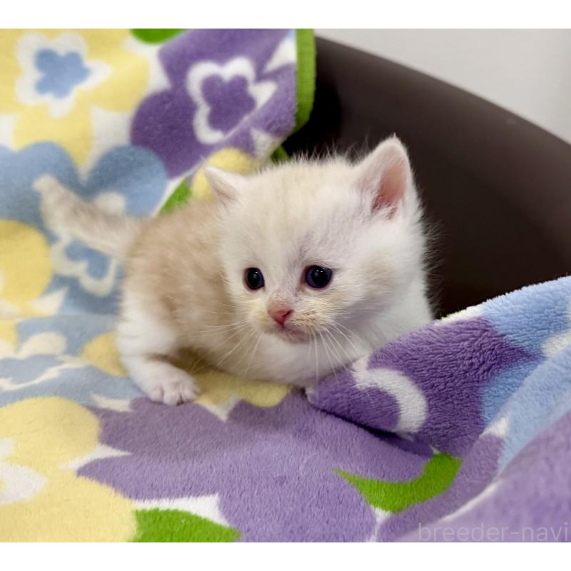 販売中の神奈川県のマンチカン-138804の8枚目