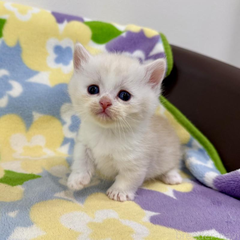 販売中の神奈川県のマンチカン-138804の7枚目