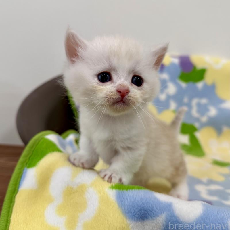 販売中の神奈川県のマンチカン-138804の6枚目