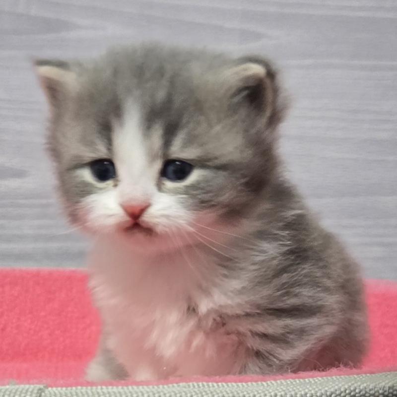 販売中の福岡県のマンチカン-138803の2枚目