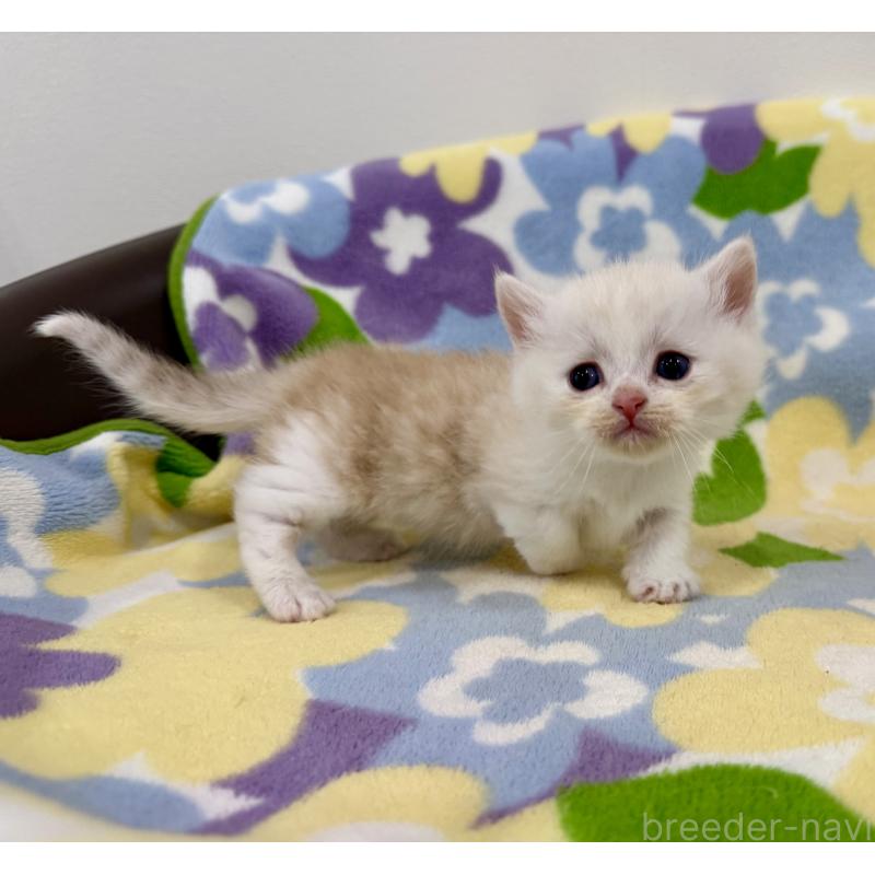 販売中の神奈川県のマンチカン-138804の5枚目