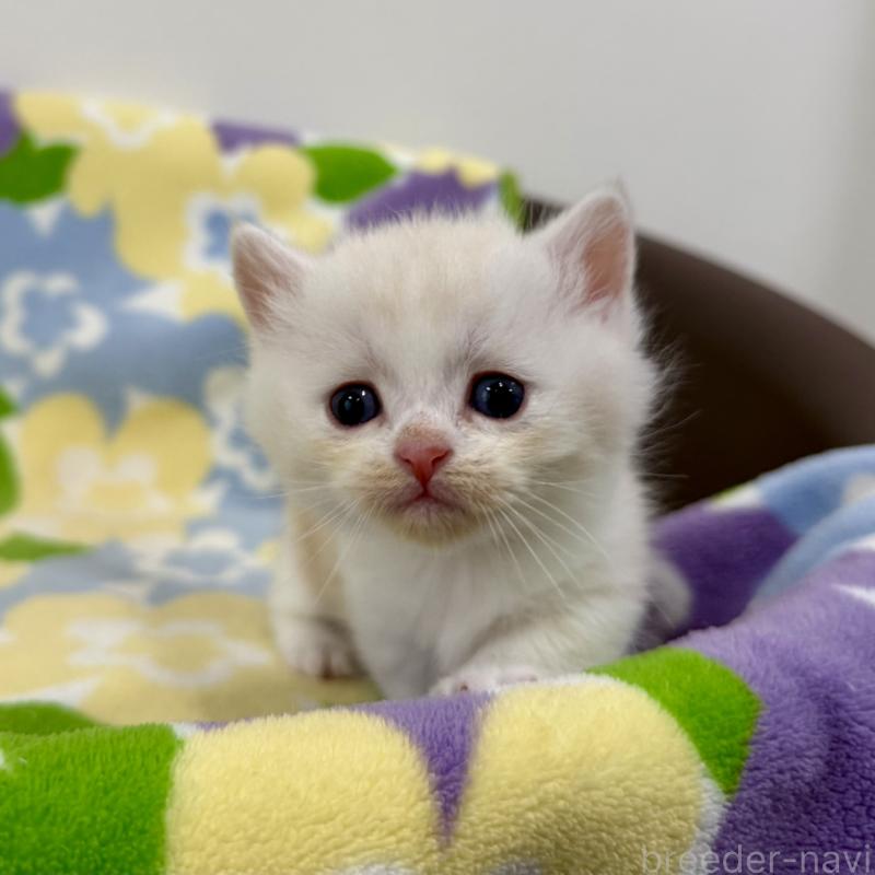 販売中の神奈川県のマンチカン-138804の4枚目