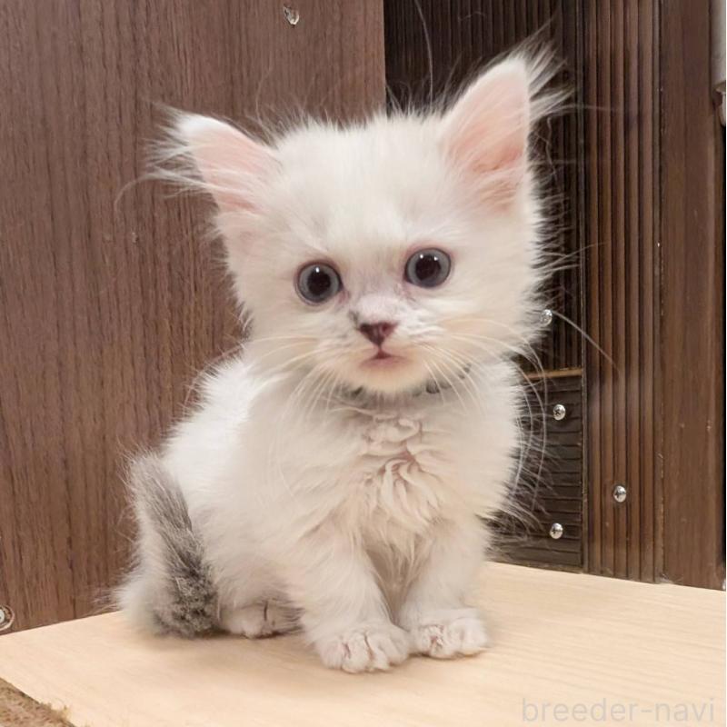 販売中の栃木県のマンチカン-138806