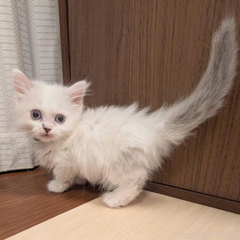 販売中の栃木県のマンチカン-138806の3枚目