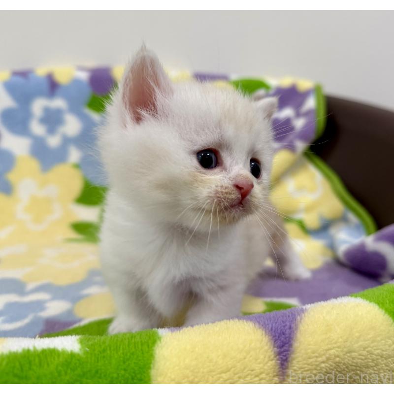 販売中の神奈川県のマンチカン-138804の2枚目