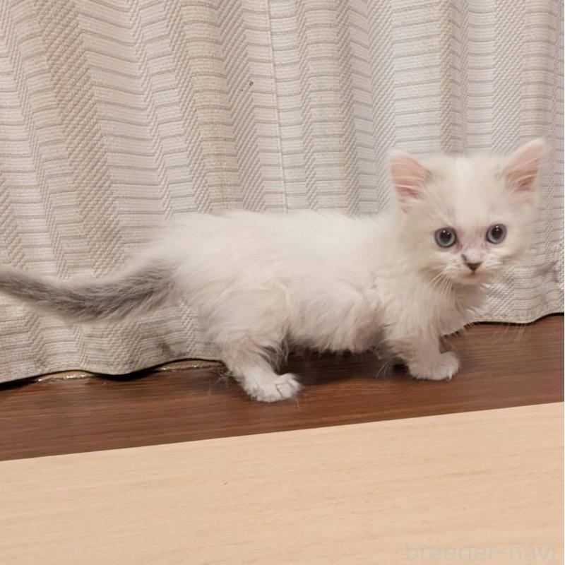 販売中の栃木県のマンチカン-138806の2枚目