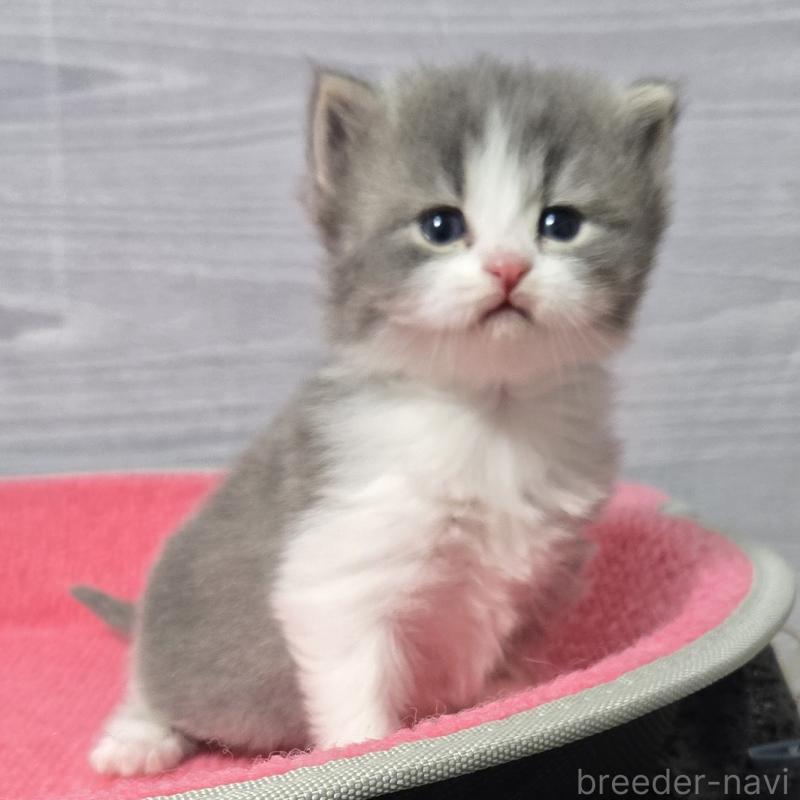 販売中の福岡県のマンチカン-138803