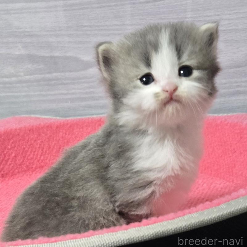 販売中の福岡県のマンチカン-138805の1枚目