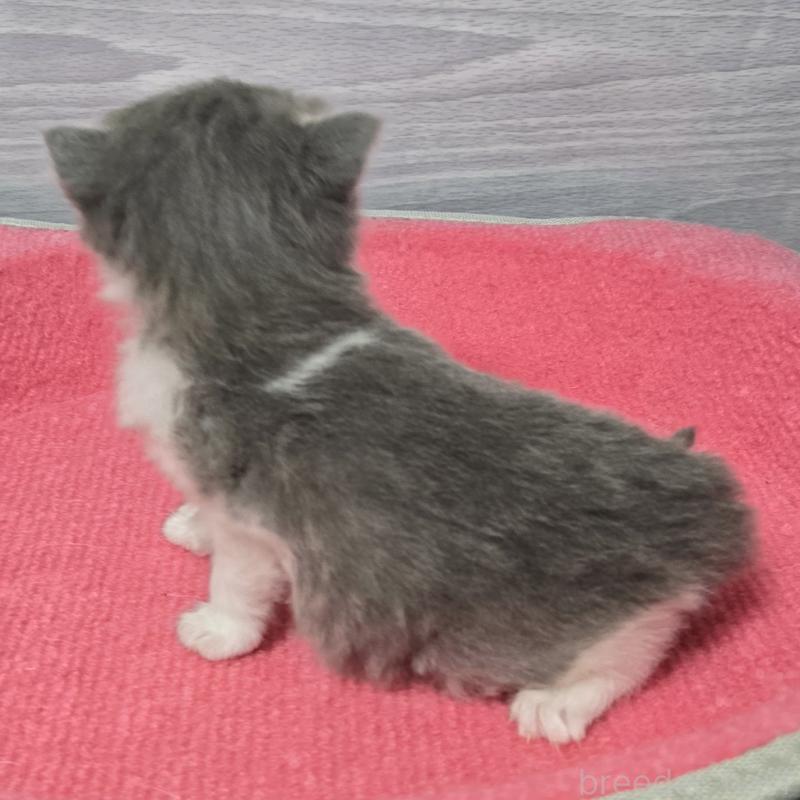 販売中の福岡県のマンチカン-138805の6枚目