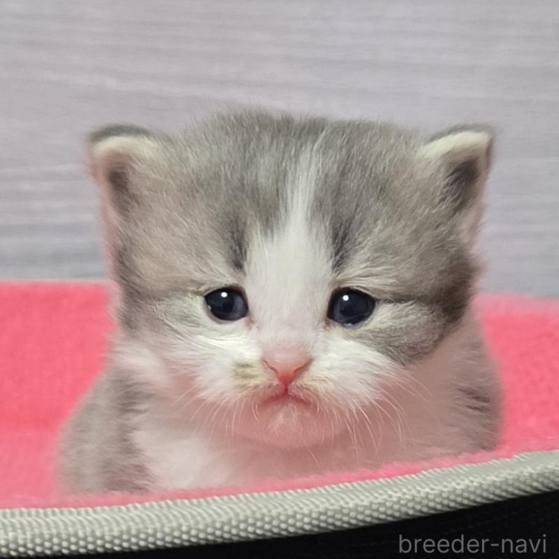 販売中の福岡県のマンチカン-138805の5枚目