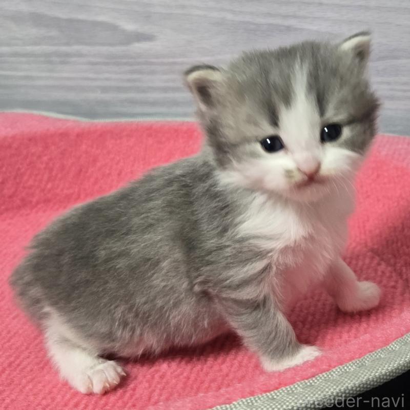 販売中の福岡県のマンチカン-138805の4枚目