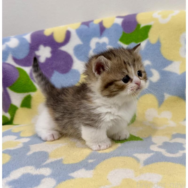 販売中の神奈川県のマンチカン-138807の9枚目