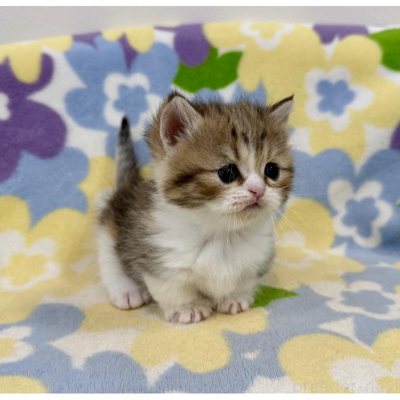 販売中の神奈川県のマンチカン-138807の8枚目