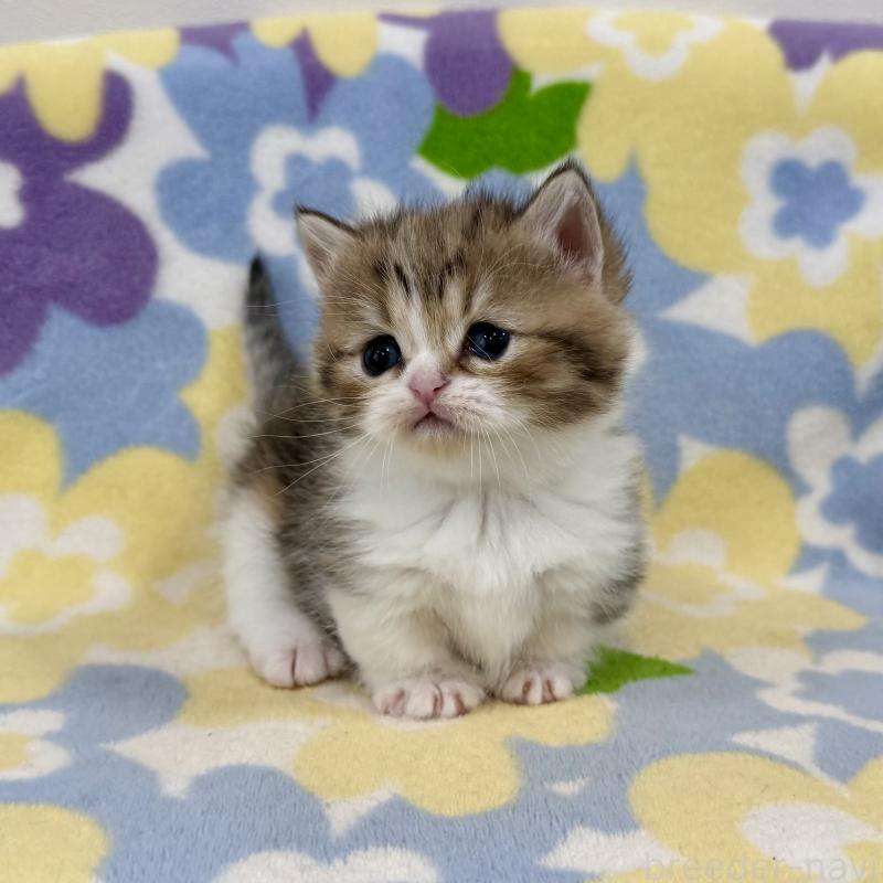 販売中の神奈川県のマンチカン-138807の7枚目