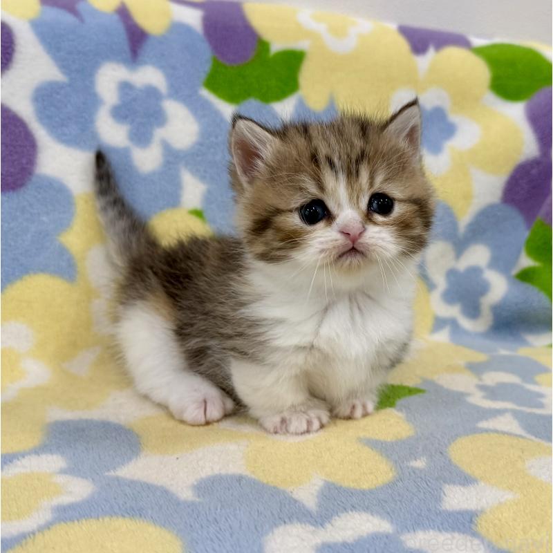 販売中の神奈川県のマンチカン-138807の6枚目