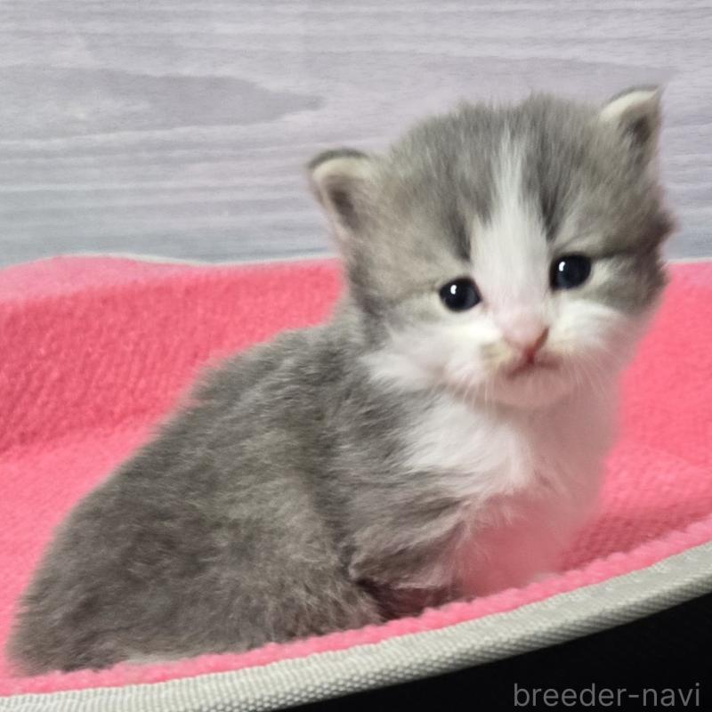 販売中の福岡県のマンチカン-138805の3枚目