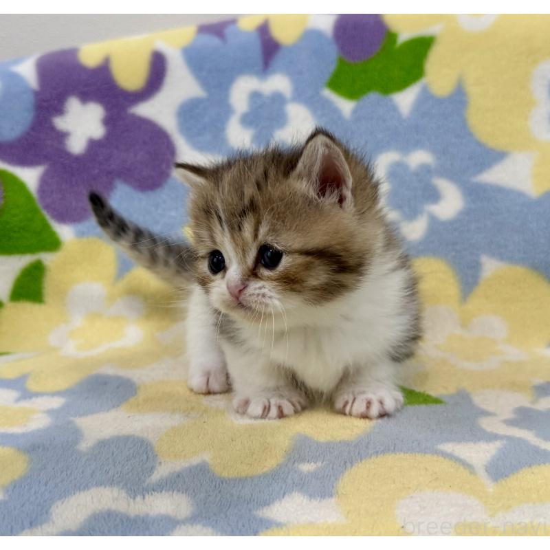 販売中の神奈川県のマンチカン-138807の5枚目