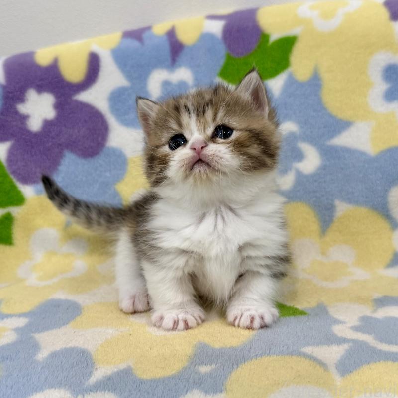 販売中の神奈川県のマンチカン-138807の4枚目