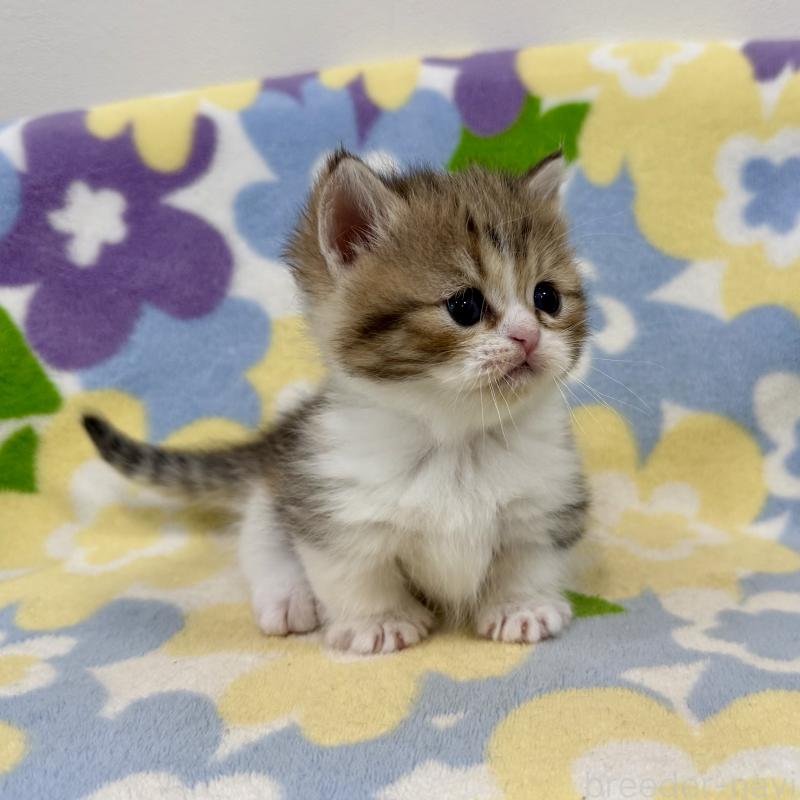 販売中の神奈川県のマンチカン-138807の3枚目