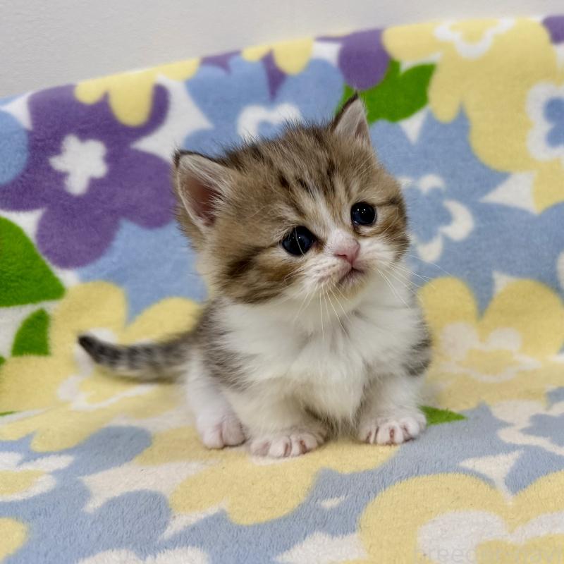 販売中の神奈川県のマンチカン-138807の2枚目