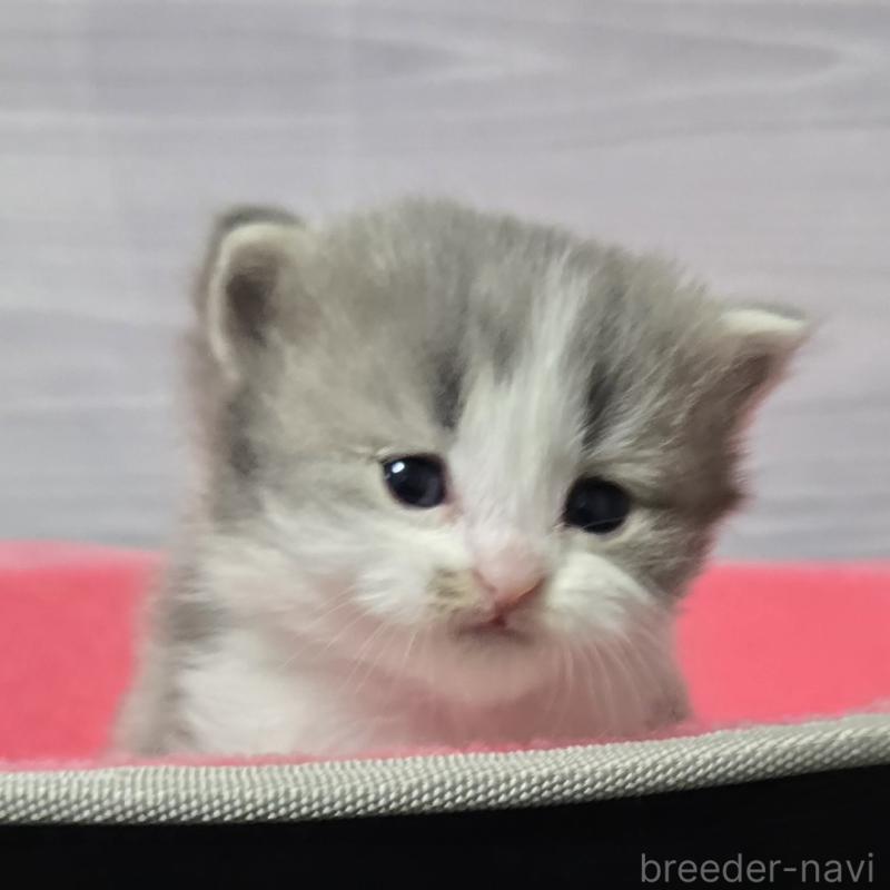 販売中の福岡県のマンチカン-138805の2枚目