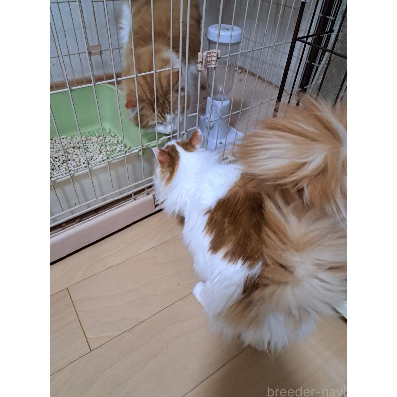 販売中の大阪府のメインクーン-126891の3枚目