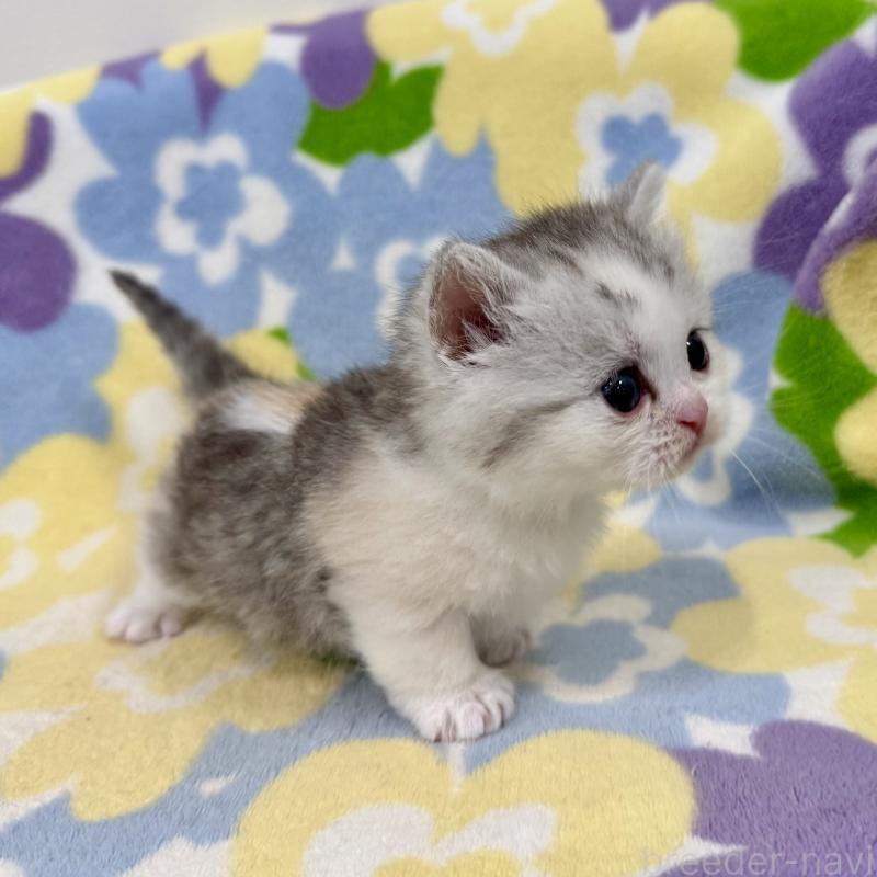 販売中の神奈川県のマンチカン-138808の9枚目