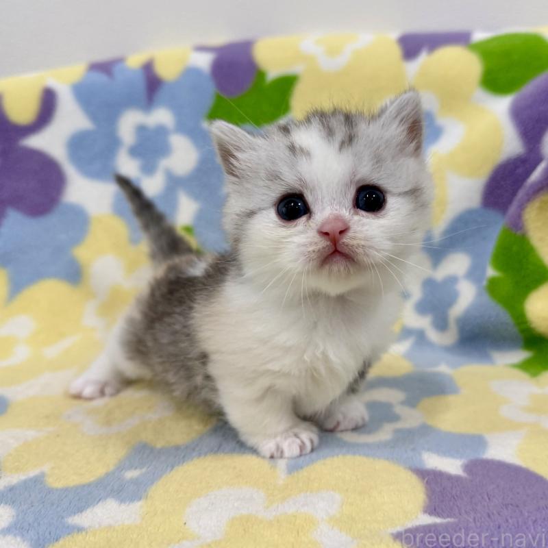 販売中の神奈川県のマンチカン-138808の8枚目