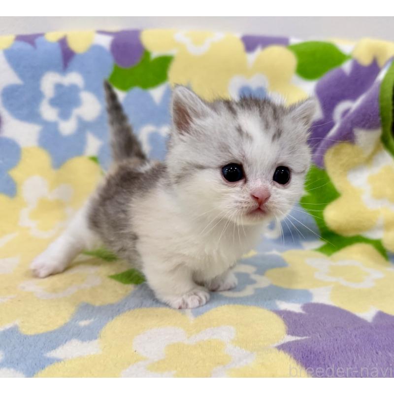 販売中の神奈川県のマンチカン-138808の7枚目