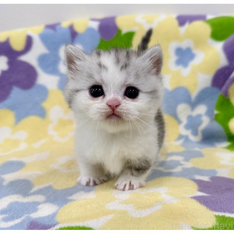 販売中の神奈川県のマンチカン-138808の6枚目