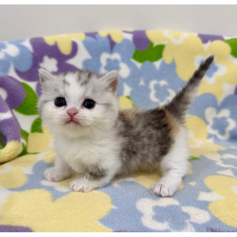 販売中の神奈川県のマンチカン-138808の5枚目