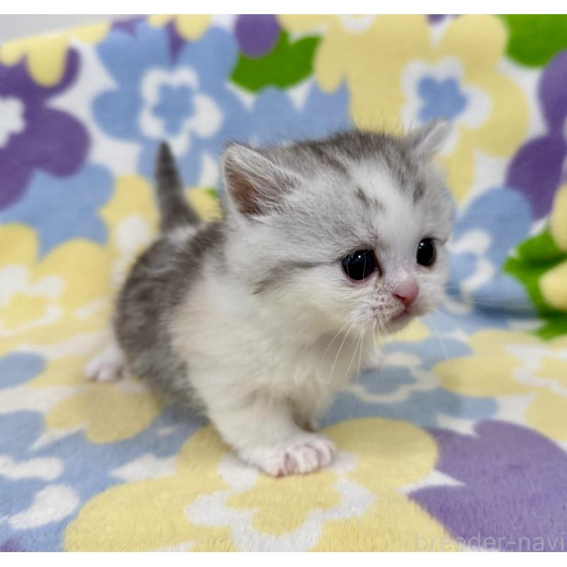 販売中の神奈川県のマンチカン-138808の4枚目