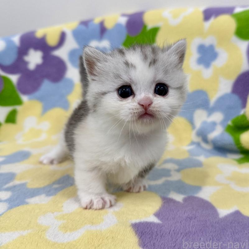 販売中の神奈川県のマンチカン-138808