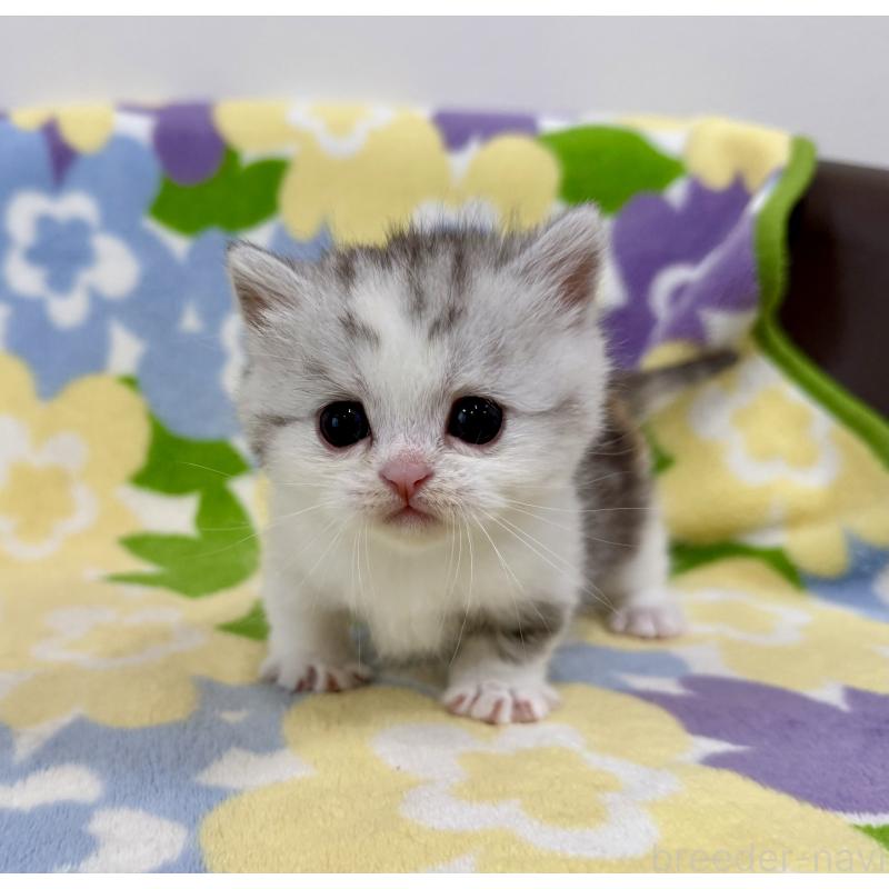 販売中の神奈川県のマンチカン-138808の3枚目