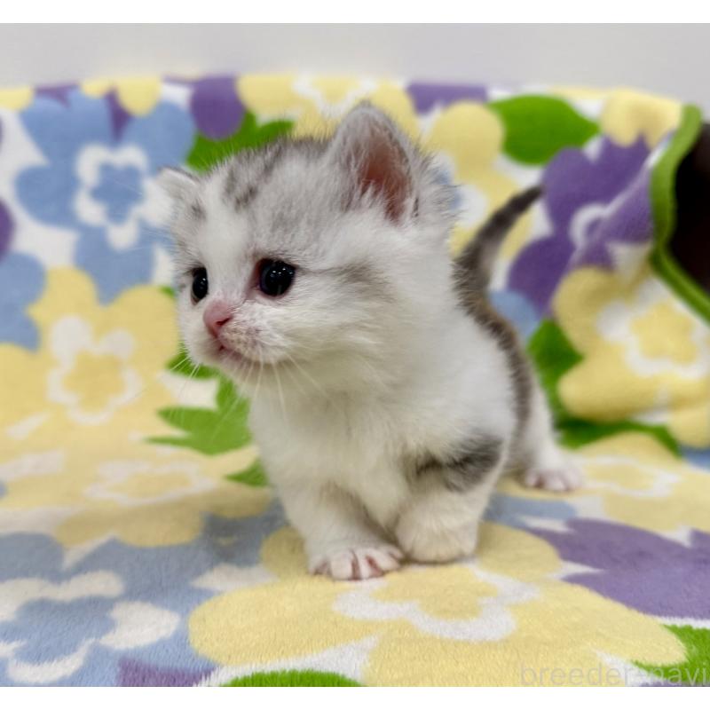 販売中の神奈川県のマンチカン-138808の2枚目