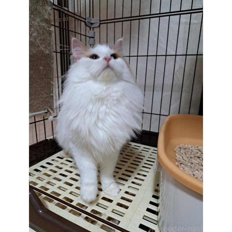 販売中の大阪府のメインクーン-126891の2枚目