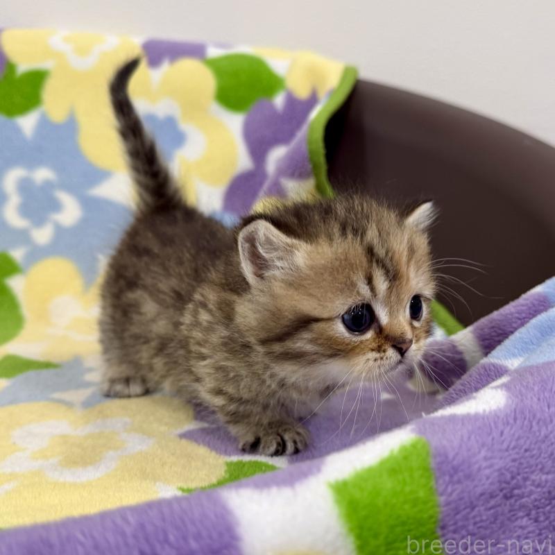 販売中の神奈川県のマンチカン-138809の9枚目