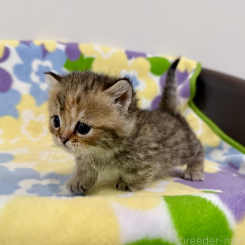 販売中の神奈川県のマンチカン-138809の8枚目