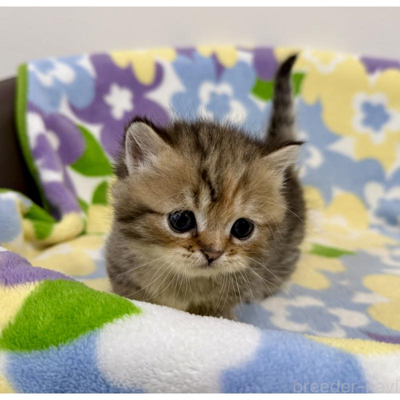 販売中の神奈川県のマンチカン-138809の7枚目