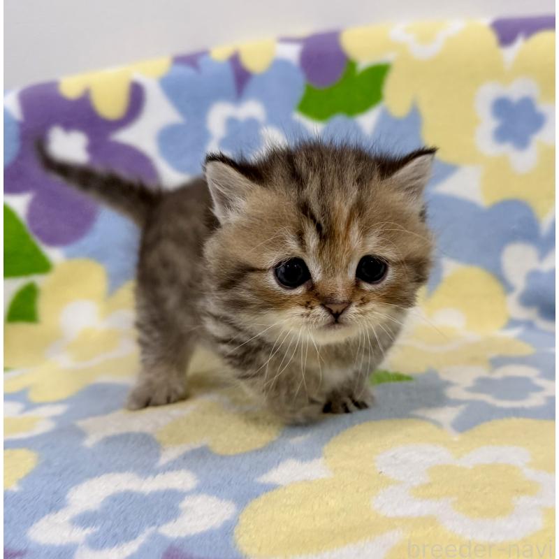 販売中の神奈川県のマンチカン-138809の6枚目