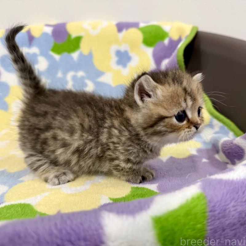 販売中の神奈川県のマンチカン-138809の5枚目