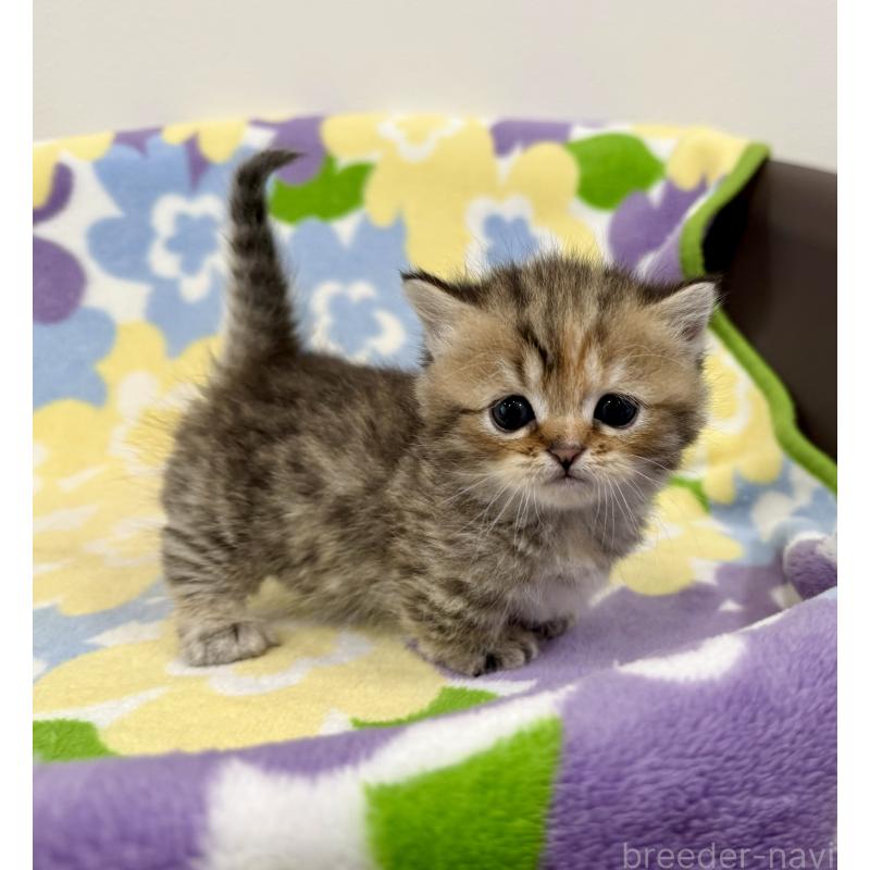 販売中の神奈川県のマンチカン-138809の4枚目