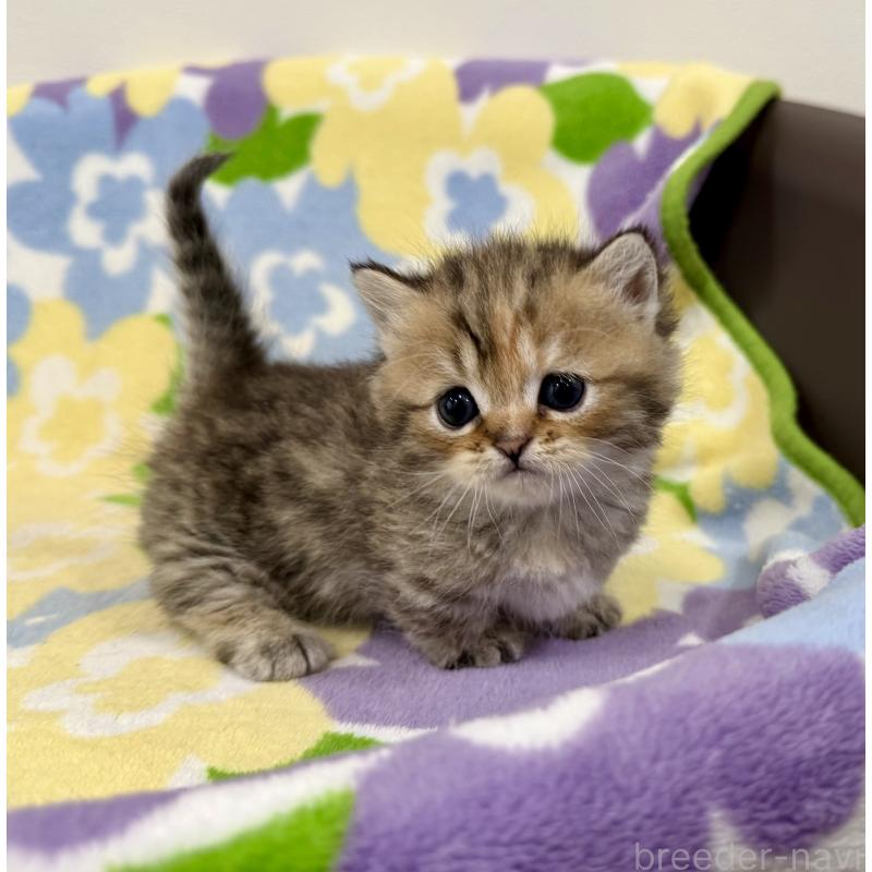 販売中の神奈川県のマンチカン-138809の3枚目